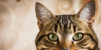 La storia del Gatto 582 0 057 La storia del Gatto